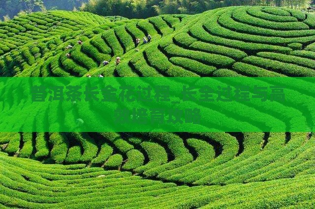 普洱茶长金花过程_长全过程与高效培育攻略