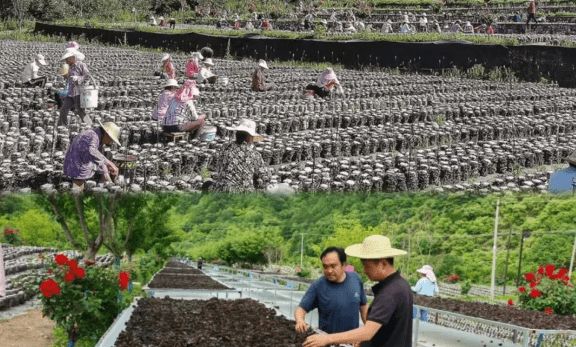柞水县农业农村局：落实委员建议赋能乡村振兴